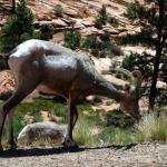 Mountain goat at roadside in Zion NP