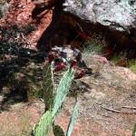 Prickly pear along trail to Court of Patriarchs viewing point in Zion NP