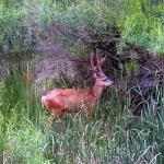 Young buck grazing at Big Bend area of North Fork of Virgin River in Zion NP