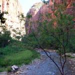North Fork of Virgin River from Riverside Walk in Zion NP