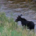 Young male moose grazing along side of Big Cotton Canyon Road and Big Cottonwood Creek which formed the canyon