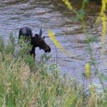 Young male moose grazing along side of Big Cottonwood Canyopn Road and Big Cottonwood Creek which formed the canyon