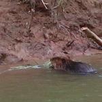 Beaver in Colorado River